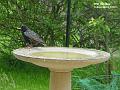 2003-0519starling